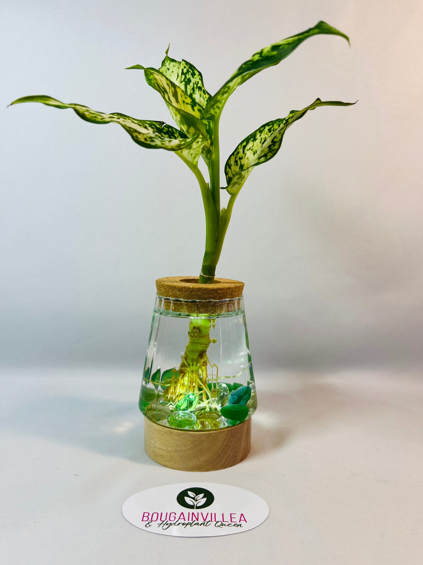 Premium Hydroponic Glass Vase Vertical Grain