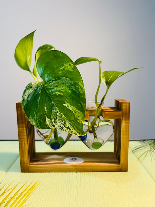 Premium Hydroponic Heart-Shaped Vases, Clear Glass with Creative Wooden Frame