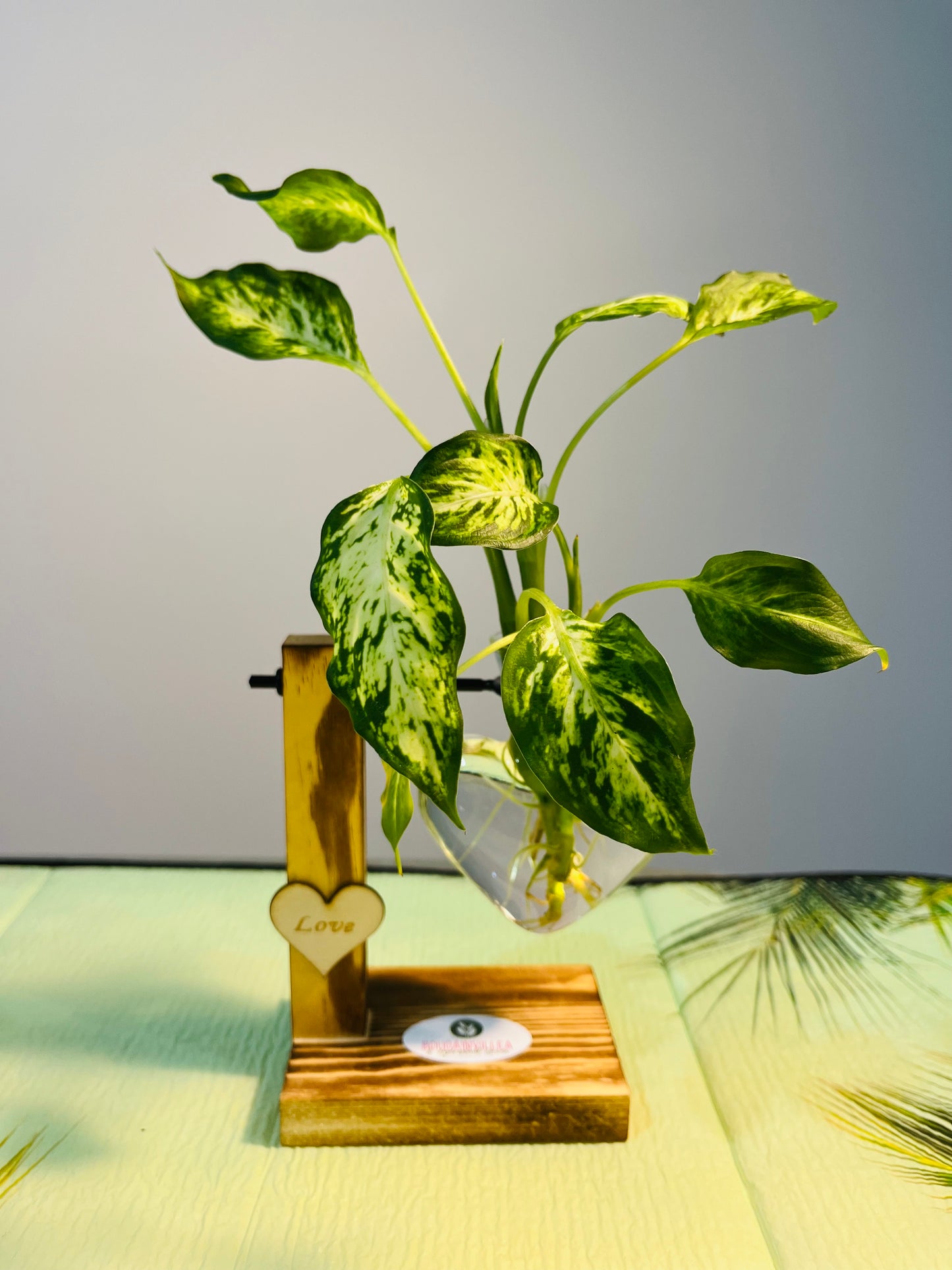 Premium Hydroponic Glass Vase Love Shaped