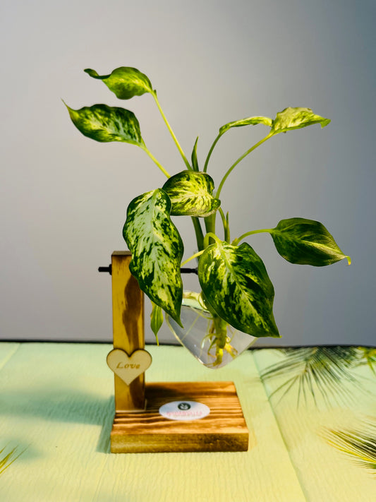 Premium Hydroponic Glass Vase Love Shaped