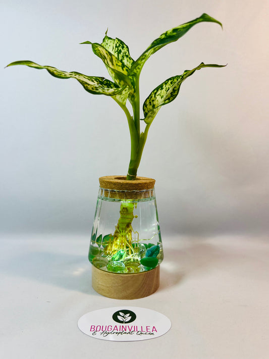 Premium Hydroponic Glass Vase Vertical Grain