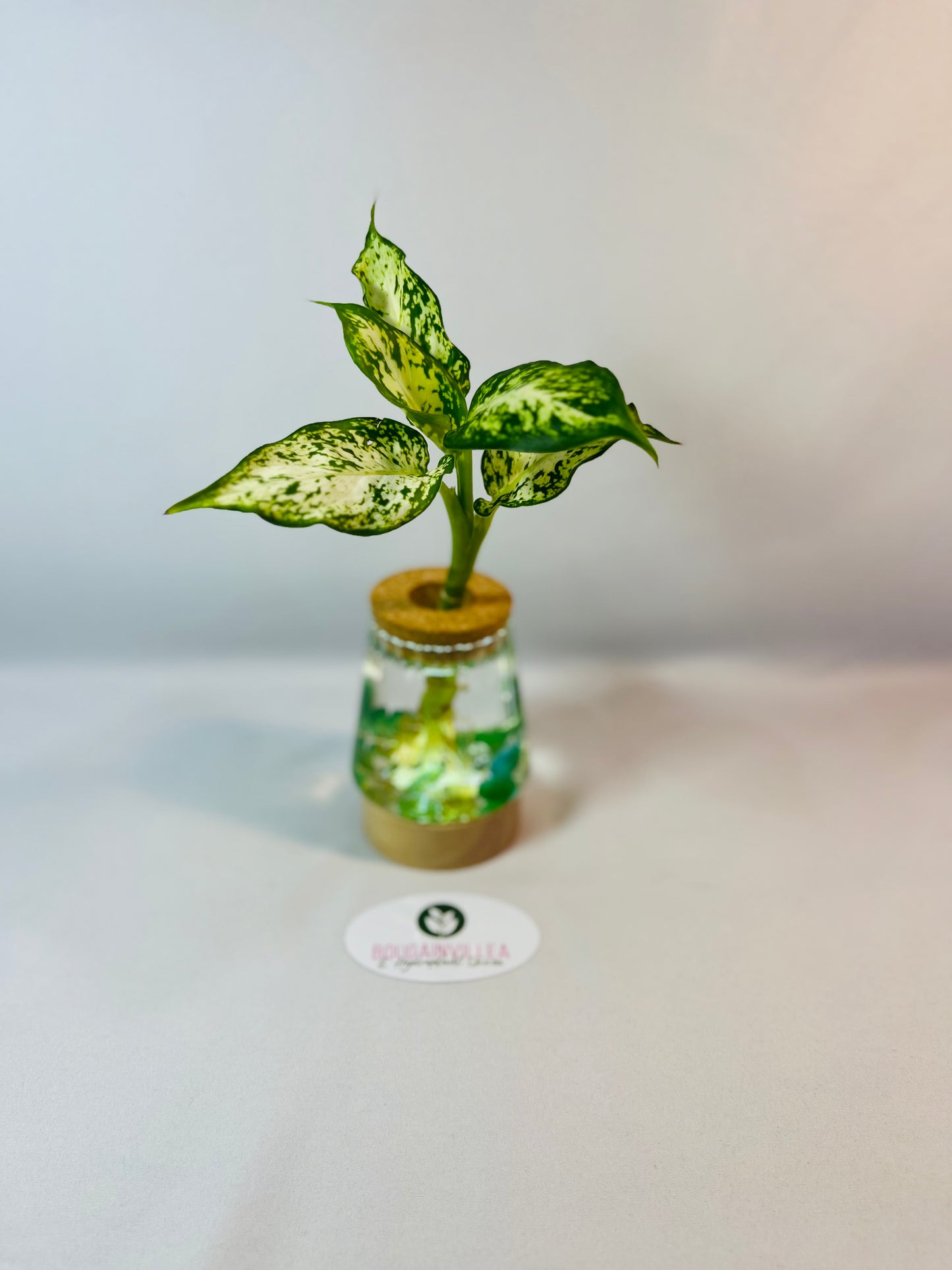 Premium Hydroponic Glass Vase Vertical Grain