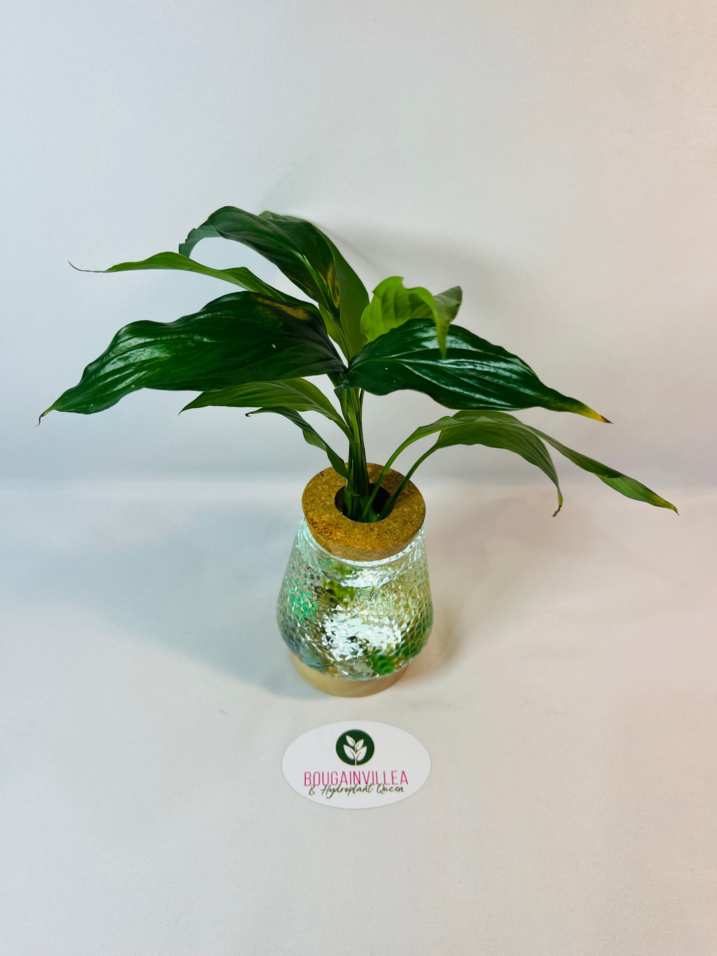 Vintage Cork Hydro Vase