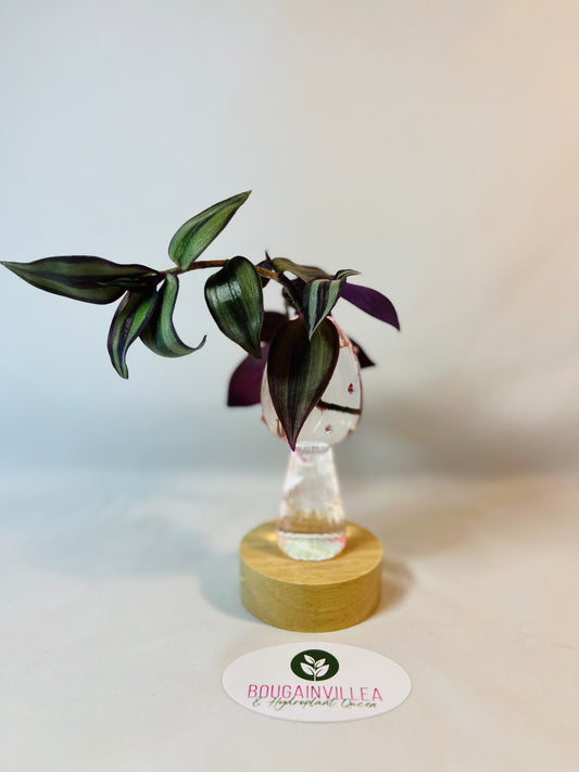 Premium Glass Mushroom Vase Mini Hydroponic
