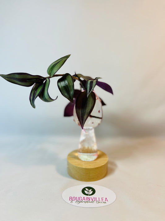 Premium Glass Mushroom Vase Mini Hydroponic