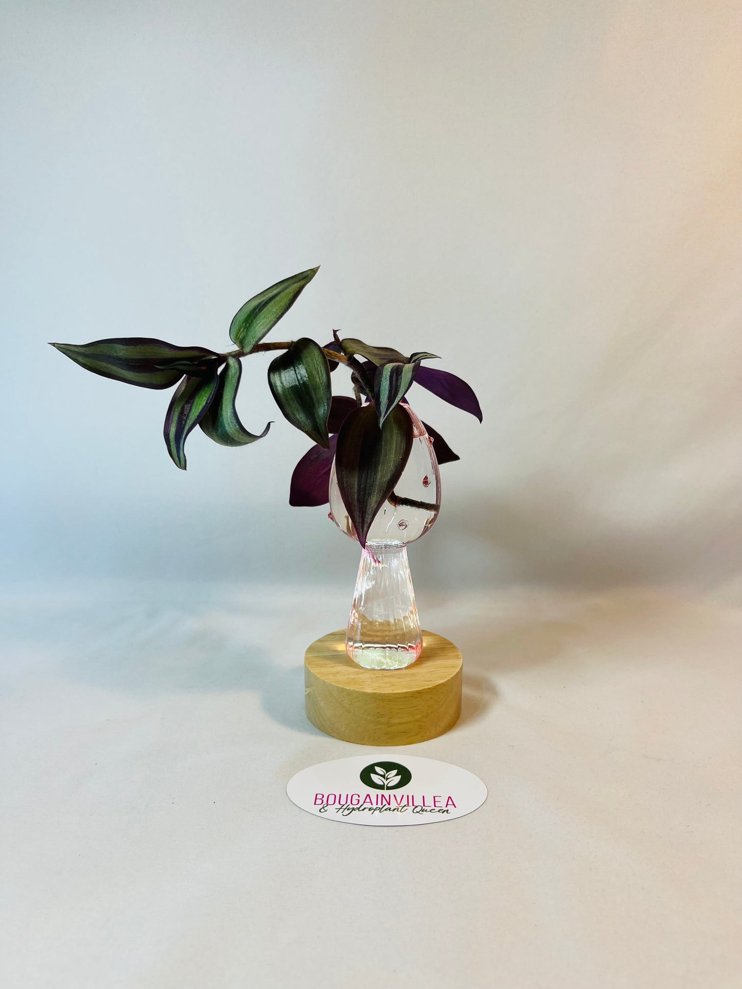 Premium Glass Mushroom Vase Mini Hydroponic
