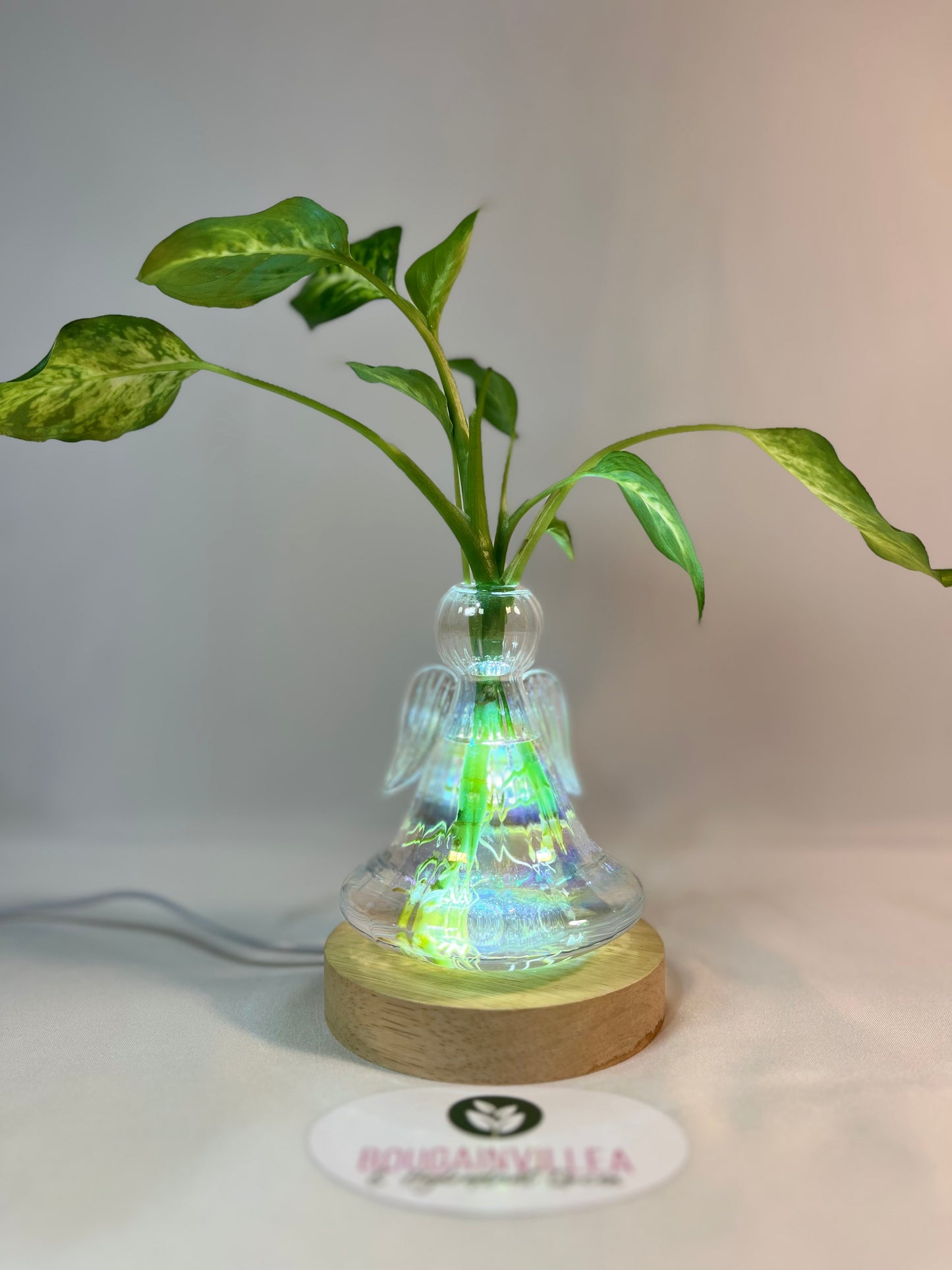 Clear Glass Propagation Vase Bell Shaped with Lamp