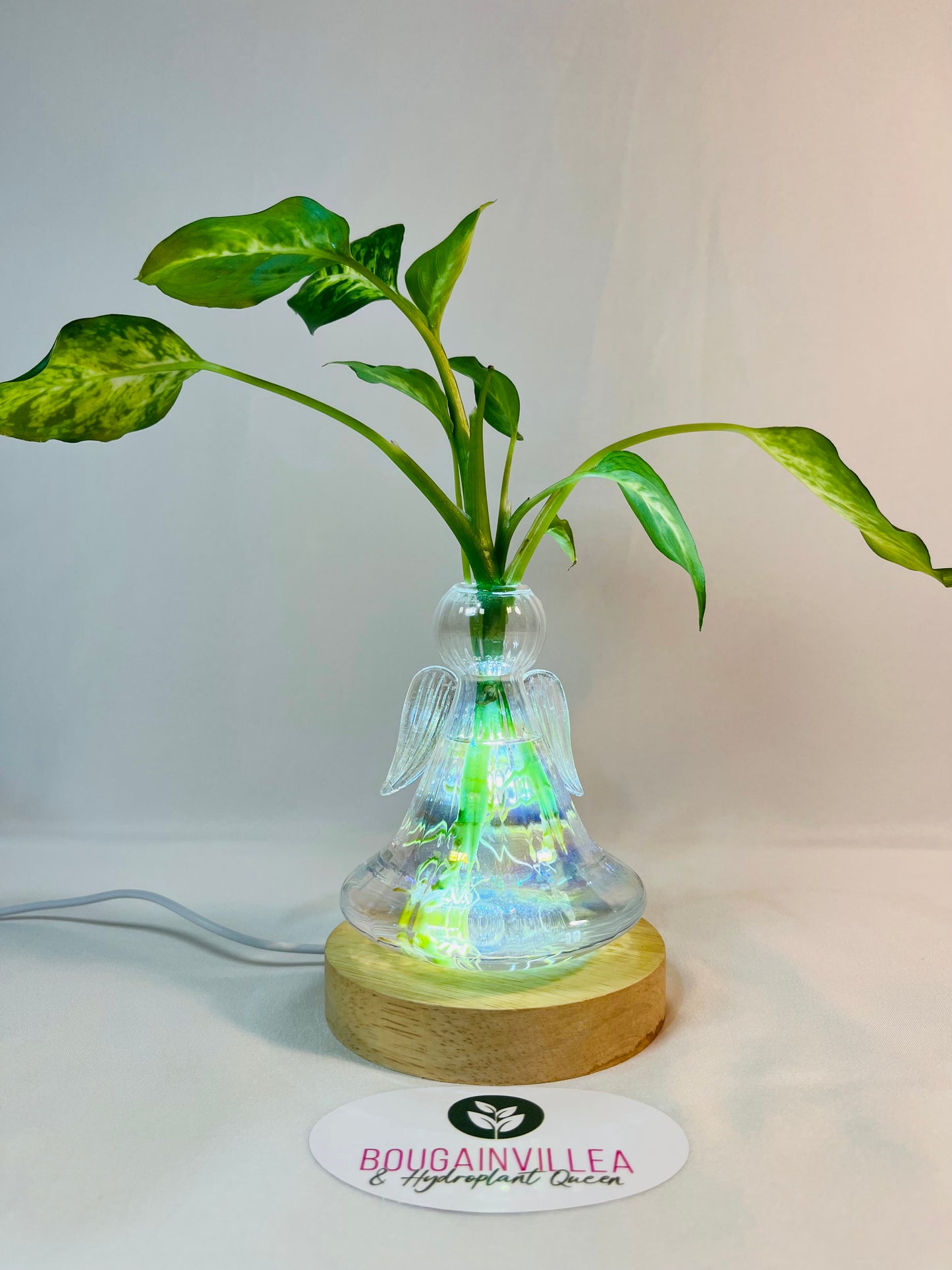Clear Glass Propagation Vase Bell Shaped with Lamp