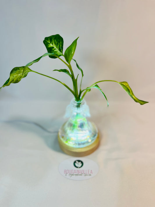 Clear Glass Propagation Vase Bell Shaped with Lamp