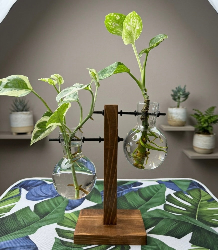 Premium Hydroponic Wooden Plant Stand 2 Glass Bulb Vases