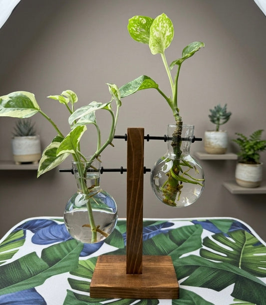 Premium Hydroponic Wooden Plant Stand 2 Glass Bulb Vases