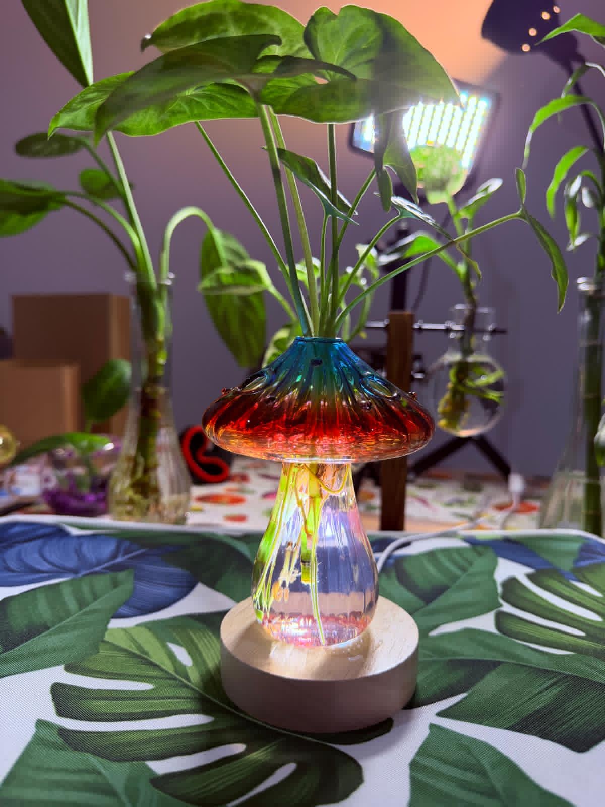 Premium Hydroponic Mushroom Glass Vase Set with Live Plant & Lamp